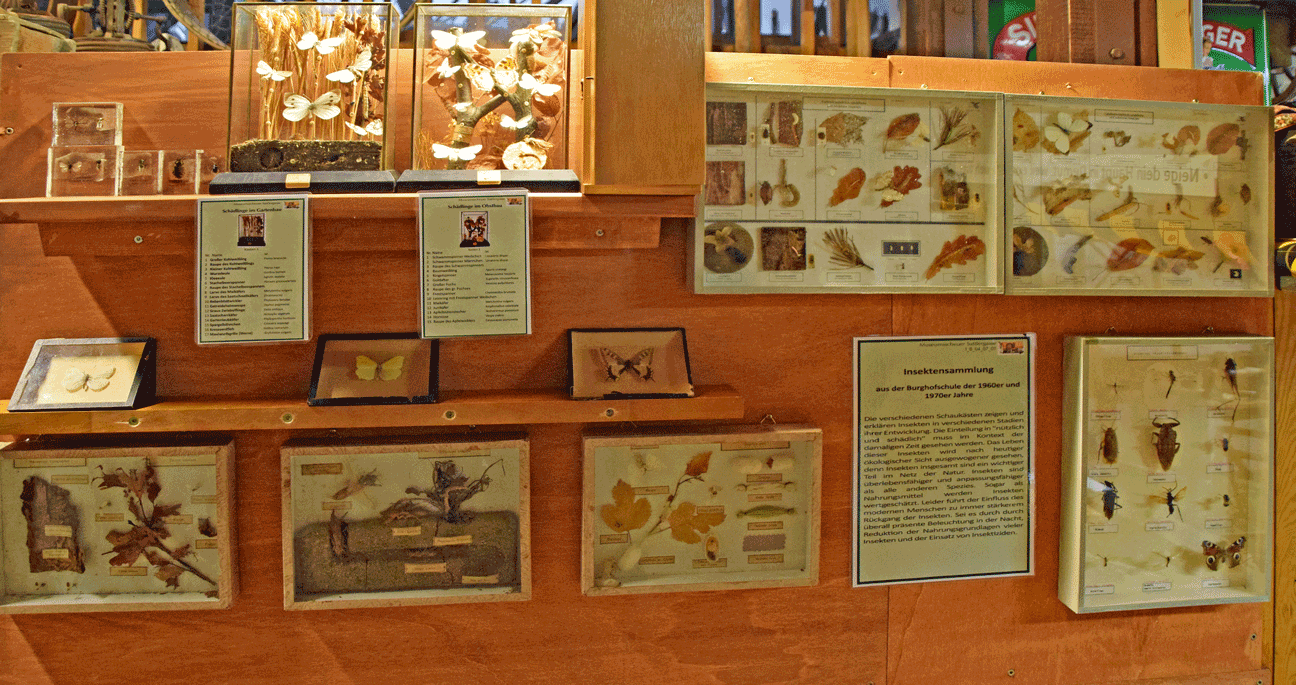 Insektarium web